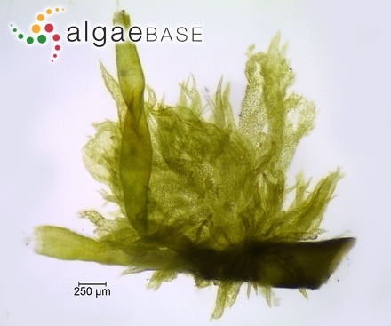 Hydrurus foetidus (Villars) Trevisan
